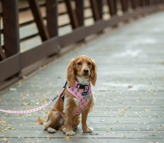 Pupshake Pink Comfort Leash