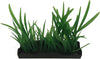 Penn Plax Harigrass Bunch Plant Medium