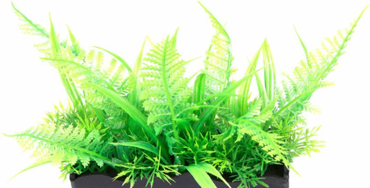 Penn Plax Ostrich Fern Bunch Plant 2 Inch