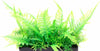 Penn Plax Ostrich Fern Bunch Plant 2 Inch