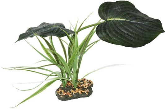 Komodo Woodland Canopy Terrarium Plant