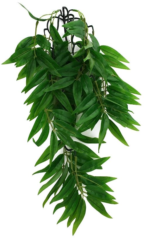 Komodo Bamboo Hanging Vine Terrarium Plant