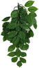 Komodo Grean Leaf Hanging Vine Terrarium Plant