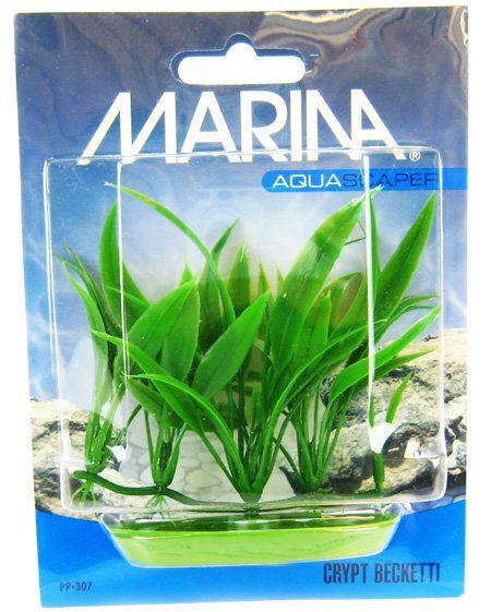 Marina Foreground Crypt Becketti Aquarium Plant