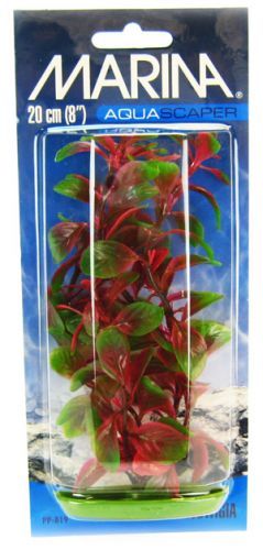 Marina Red Ludwigia Plant