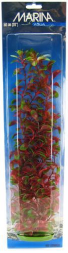 Marina Red Ludwigia Plant