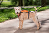 PetSafe Walk Along Outdoor Dog Harness Orange Small