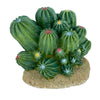 Komodo Cactus Plant Barrel 1ea-4 in