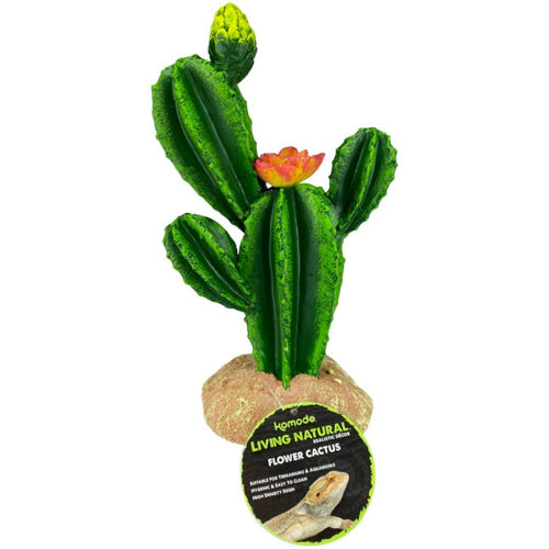 Komodo Cactus Plant Flower 1ea-9 in