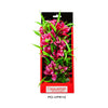 Aquatop Vibrant Passion Plant Rose; 1ea-10 in