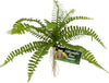 Zoo Med Naturalistic Flora Sword Fern