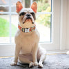 Fashion Custom Dog Collar Nylon Print Personalized Pet Collar Puppy Dog ID Collars Free Engraved ID for Small Medium Large Dogs - Super-Petmart
