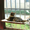 Cat Window Bed - Super-Petmart