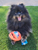 Rubber Football Dog Chew Toy with Tug Rope -- Great for Active Dogs -- - Super-Petmart